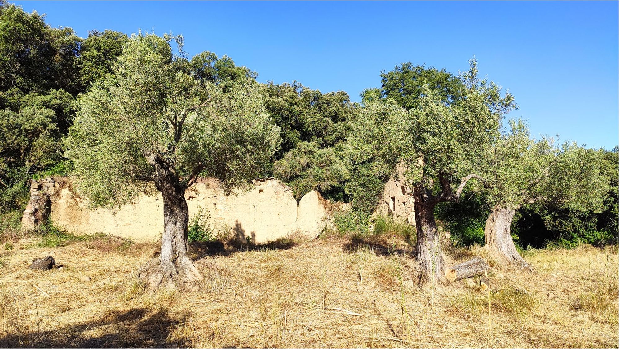 Les oliveres de l'era amb els murs de tàpia de l'antic trull al darrere i el bosc d'alzines al fons, a ple estiu